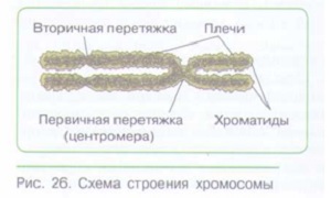 ДЕЛЕНИЕ КЛЕТКИ — ОСНОВА РАЗМНОЖЕНИЯ, РОСТА И РАЗВИТИЯ ОРГАНИЗМА_003